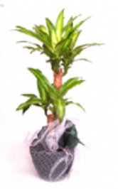 Massengena(�d063)100cm boyunda 2 k�kl� massengena bitkisi
DRACAENA FRAGRANS 