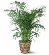Areca