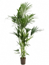Kentia(Howea)as069