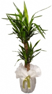 Yucca