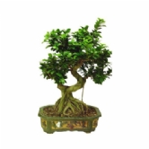 Bonsai(as099)