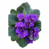 Menek�e