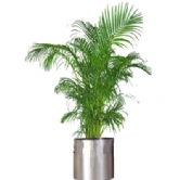 Metal Saks�da Areca