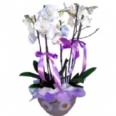 5 Dal Beyaz Orkide�thal �i�ek desenli seramikte 5 dal b�y�k boy beyaz saks�da orkideler 80 cm boyunda,istanbul �i�ek sipari�i