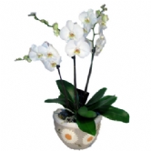 3 Dall� Beyaz Orkide�thal �i�ek desenli seramikte 3 dal b�y�k boy beyaz, saks�l� orkideler 70 cm boyunda