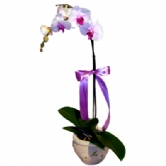 Tek Dall� OrkideSeramikte tek dall� ithal phalaenopsis orkide