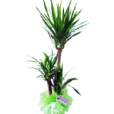 3L� Yucca3 K�kl� yucca bitkisi 150cm boyunda terfi ve a��l��lar i�in g�steri�li ve dayan�kl� bir bitki,saks� �i�ekleri,yucca bitkisi