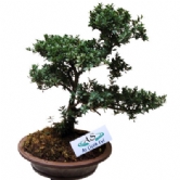 Bonsai