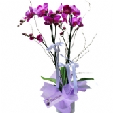 Pembe Orkide(�d107) �i�ek sipari�i