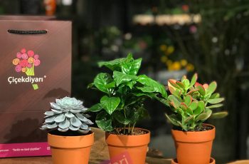 canli-salon-cicekleri-bakimi