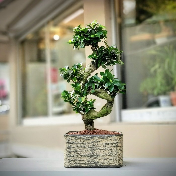 Ficus Ginseng Bonsai 