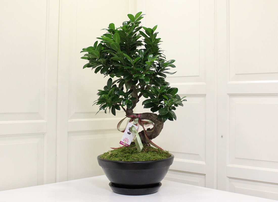 Ginseng Bonsai ieki, Ginseng Bonsai iek gnder