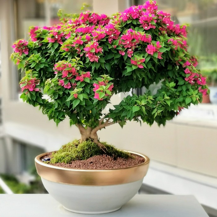 Begonvil Bonsai