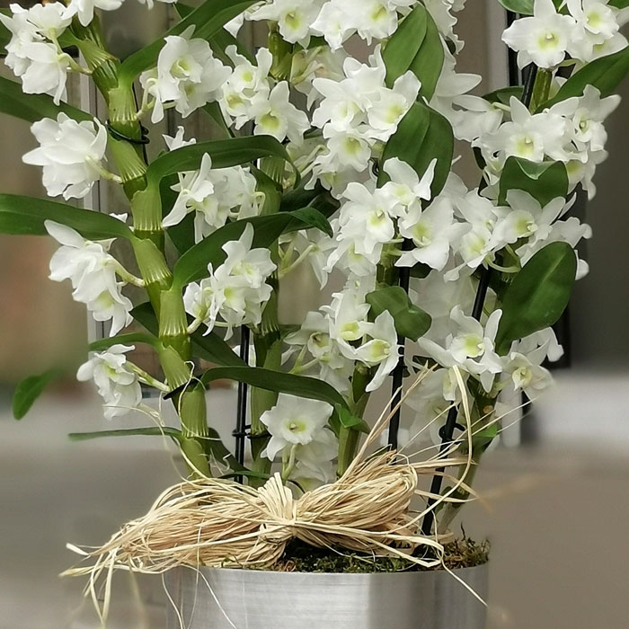 Beyaz Dendrobium Orkideler