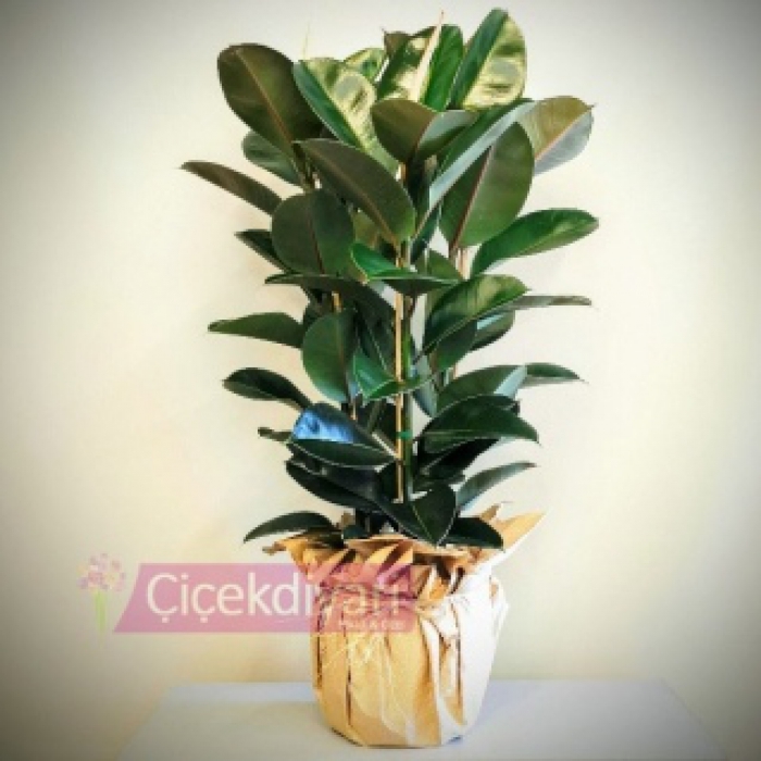 Ficus Elestica - Kauçuk