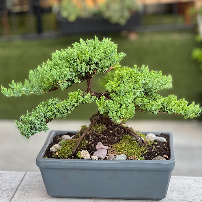 Juniperus Nana Bonsai 