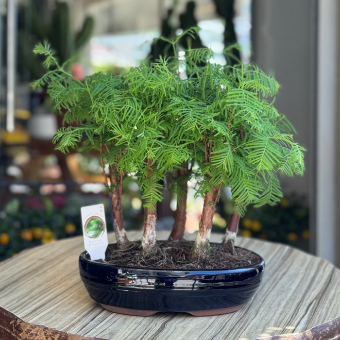 Larex Bonsai Orman