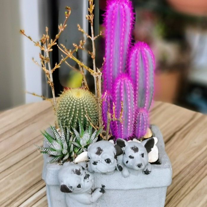 Sevimli Dostlar Kaktüs