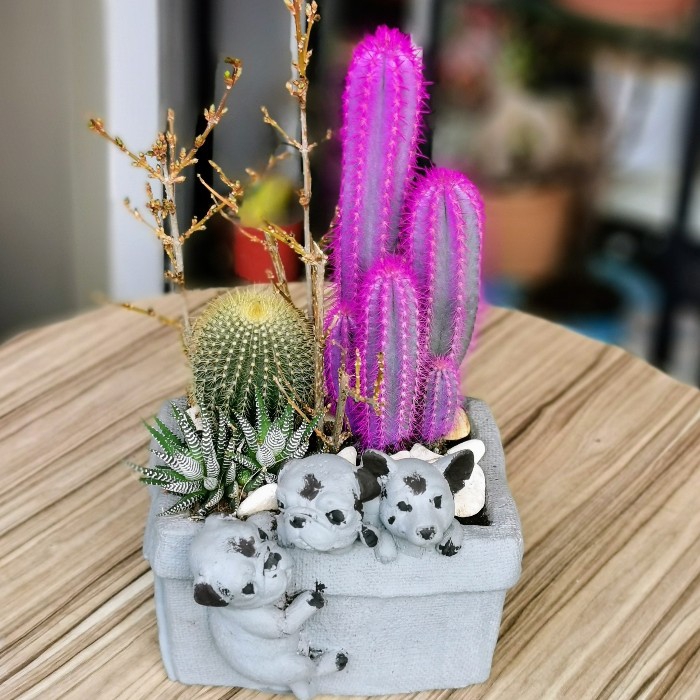 Sevimli Dostlar Kaktüs