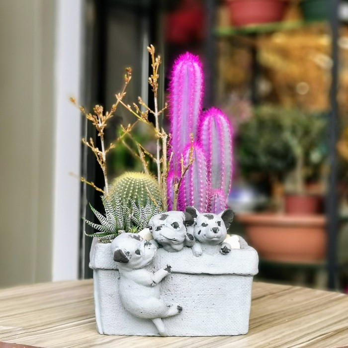 Sevimli Dostlar Kaktüs