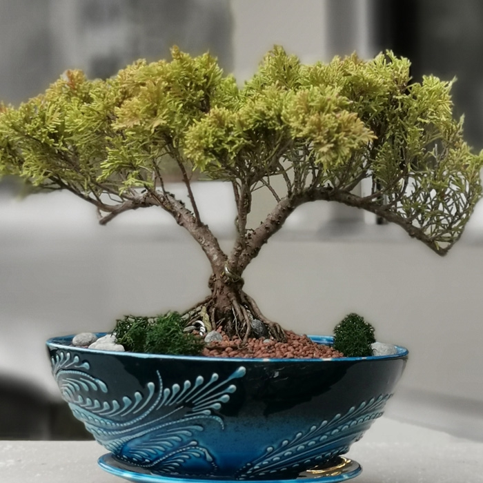 Old Juniperus Bonsai