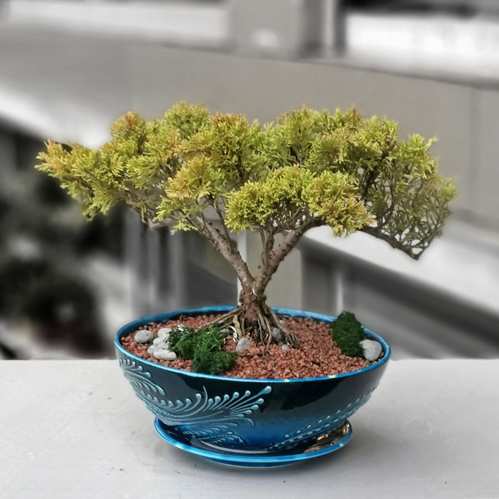 Old Juniperus Bonsai