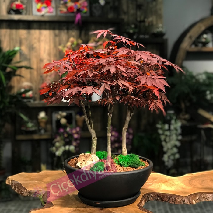 Acer Palmatum Bonsai