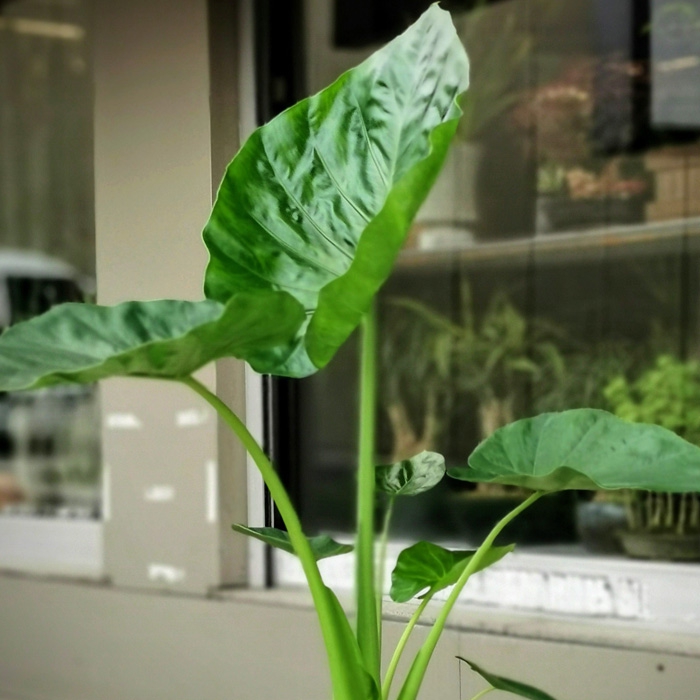Alocasia Fil Kulagi Cicekci Alocasia Fil Kulagi Cicek Gonder