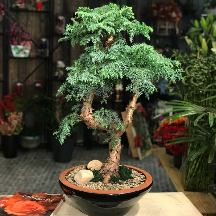 Araucaria Bonsai çiçekçi, Araucaria Bonsai çiçek gönder