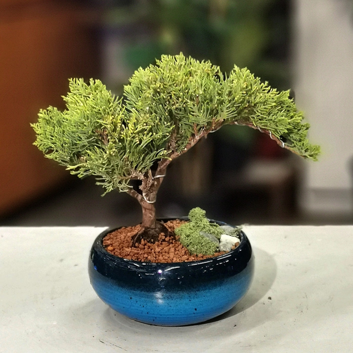 Turkuvaz Serisi Juniperus Bonsai