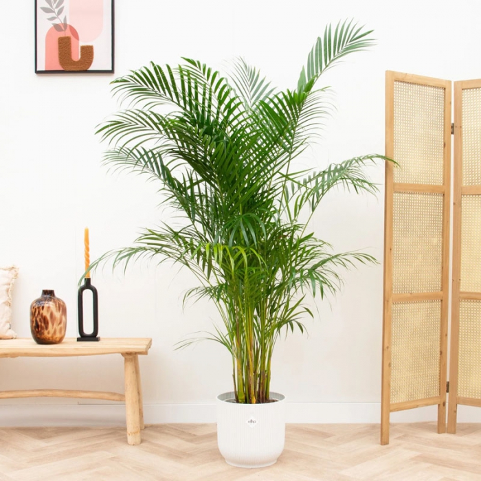 Areca Bitkisi