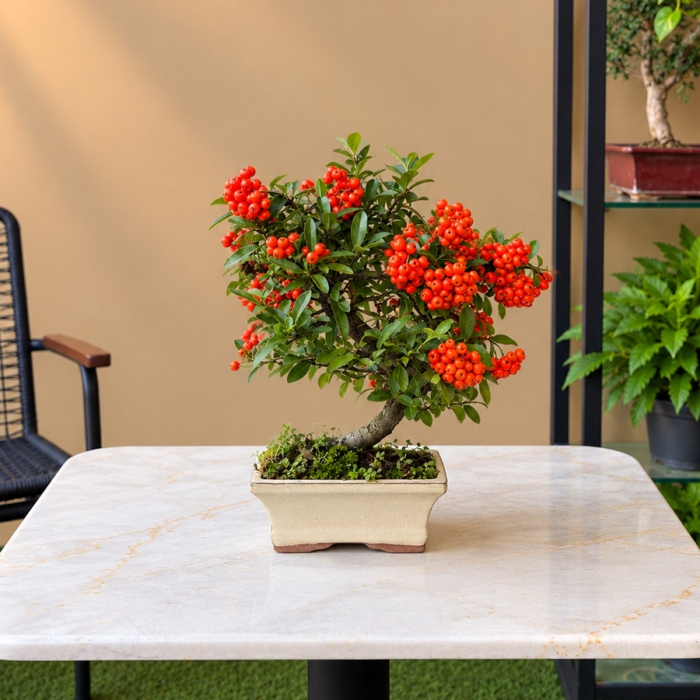 Pyracantha - Ateş Dikeni Bonsai