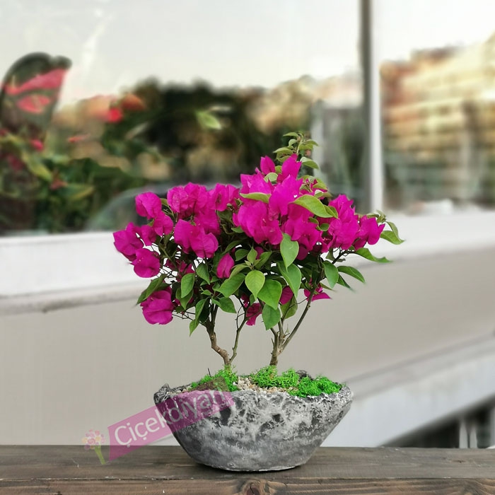 Begonvil neden çiçek açmaz