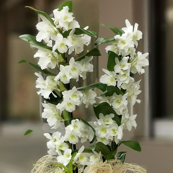 Beyaz Dendrobium Orkide