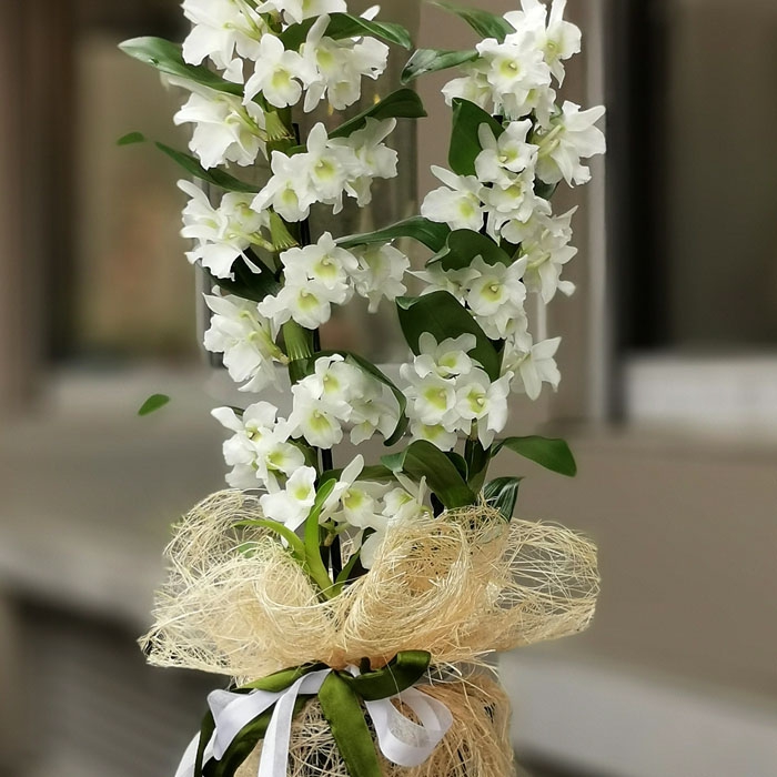 Beyaz Dendrobium Orkide
