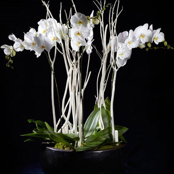 Beyaz Phalaenopsisler