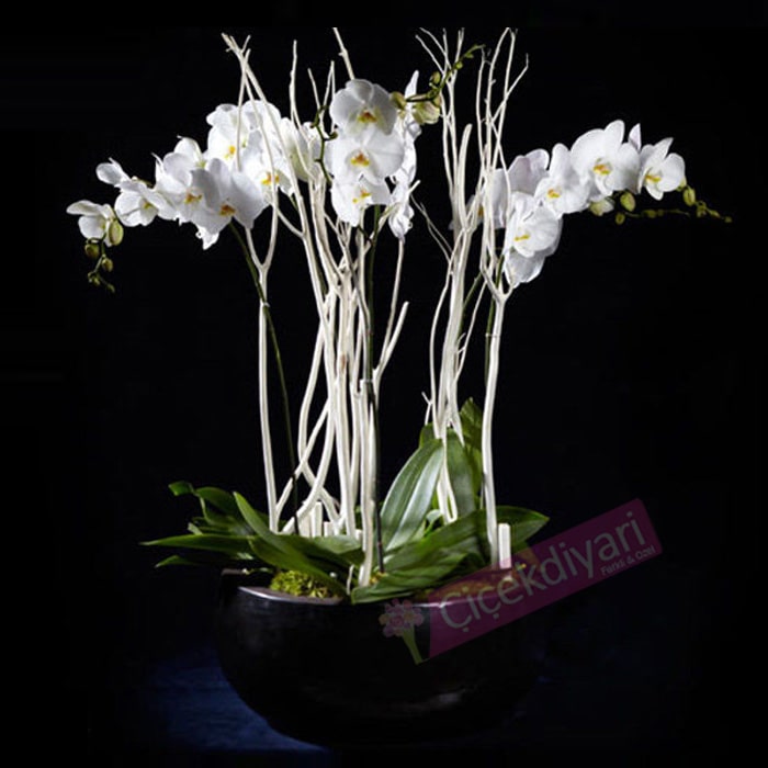 Beyaz Phalaenopsisler