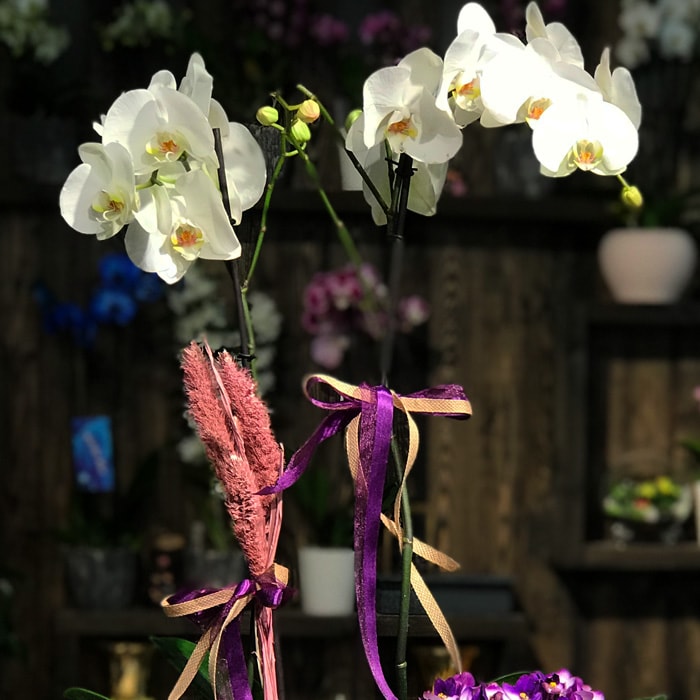 Orkide ve Menekþe
