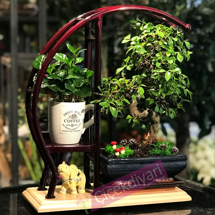 Bonsai ve Kahve çiçekçi, Bonsai ve Kahve çiçek gönder