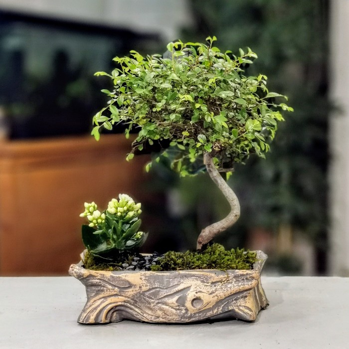 Zelkova Bonsai