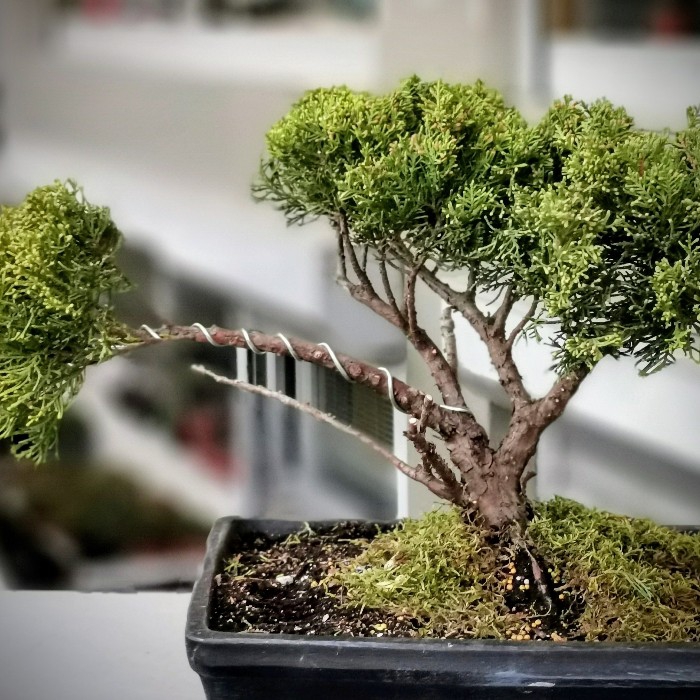 Juniperus Chinensis Aurea 