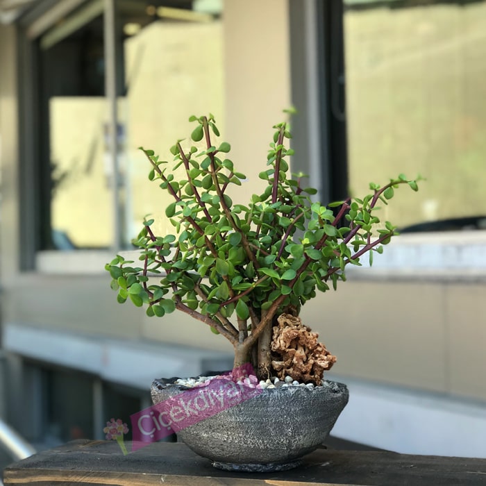 Yeim Aac Bonsai