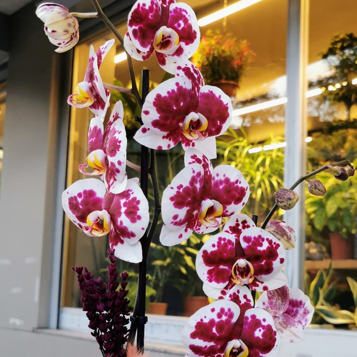 Özel Koleksiyon Santander Orkide