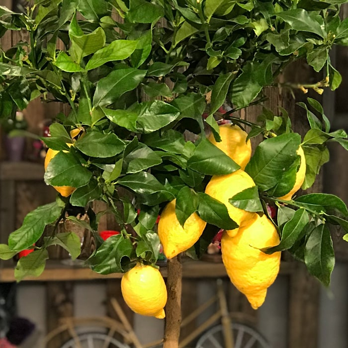 Limon Ağacı çiçekçi, Limon Ağacı çiçek gönder