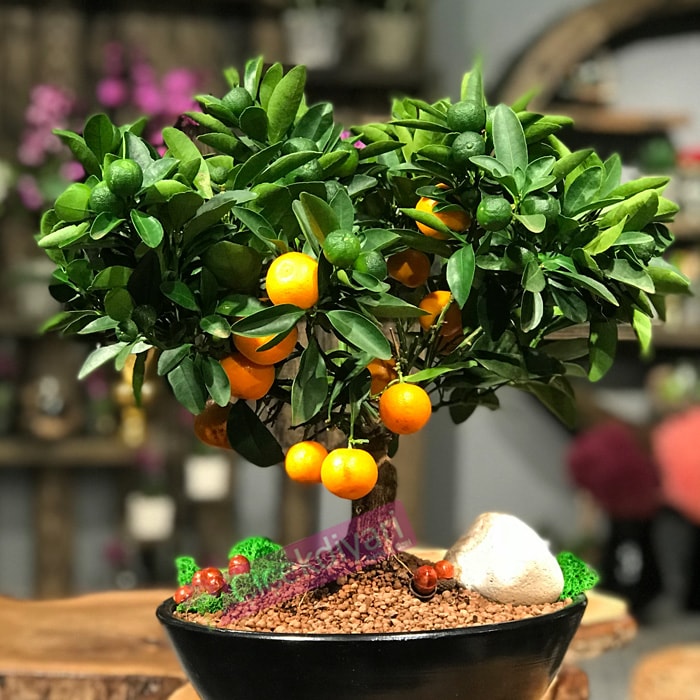 Citrus Bonsai çiçekçi, Citrus Bonsai çiçek gönder