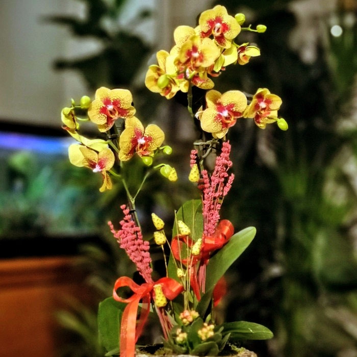 Charmer Orkide ve Kalanchoe 