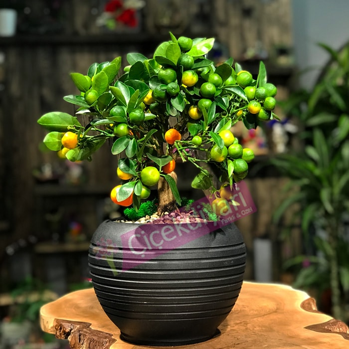 Mandalina Citrus
