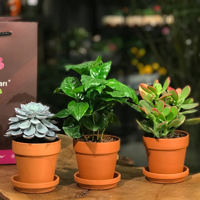 Kahve Sukkulent ve Crassula çiçekçi, Kahve Sukkulent ve Crassula çiçek