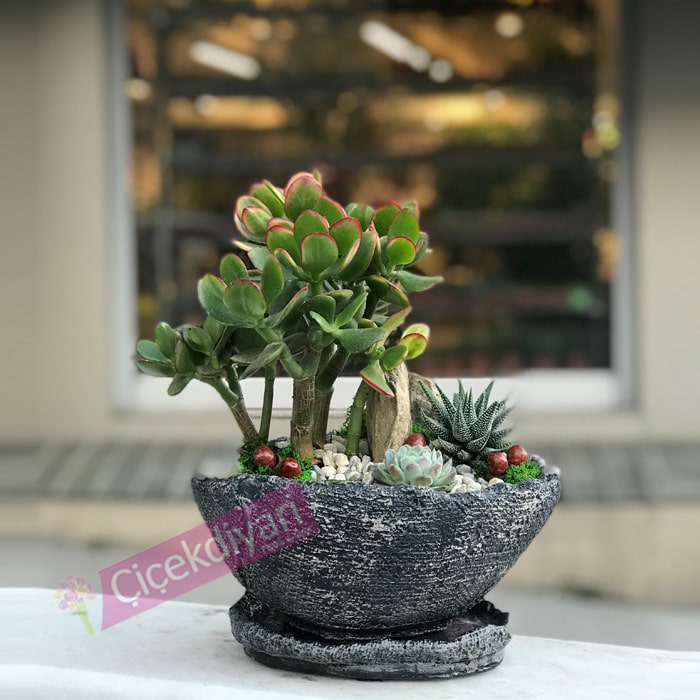 Crassula Para iei