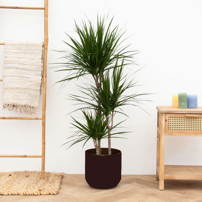 philodendron white stripe Silver Stripe Philodendron  Lichtenfelt's